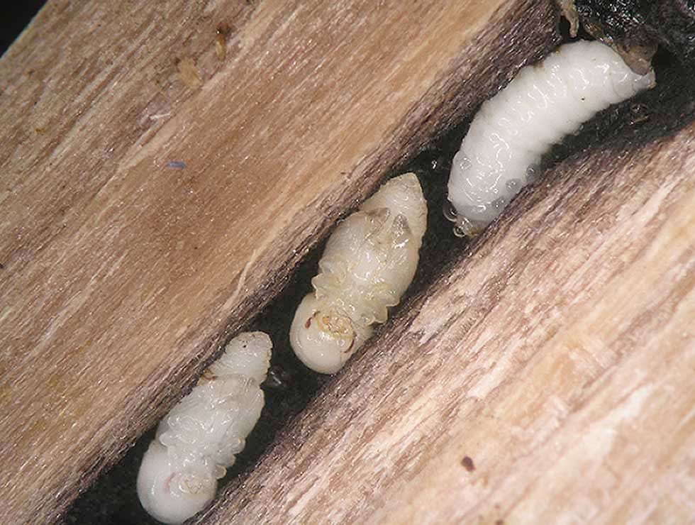 Ongelijke houtkever: Pop en larve, zichtbaar na doorsnijden twijg | © PCS