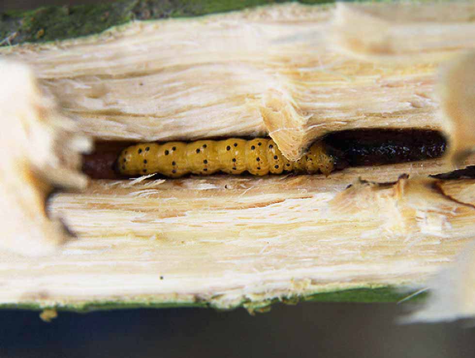 Gestippelde  houtvlinder: Larve zichtbaar na doorsnijden stam | © Viaverda