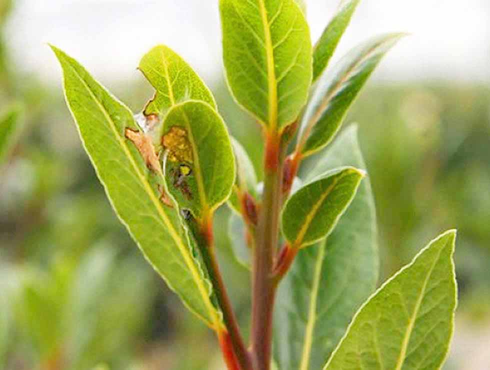 Anjerbladroller: Schadebeeld op <I>Prunus</I> | © Viaverda