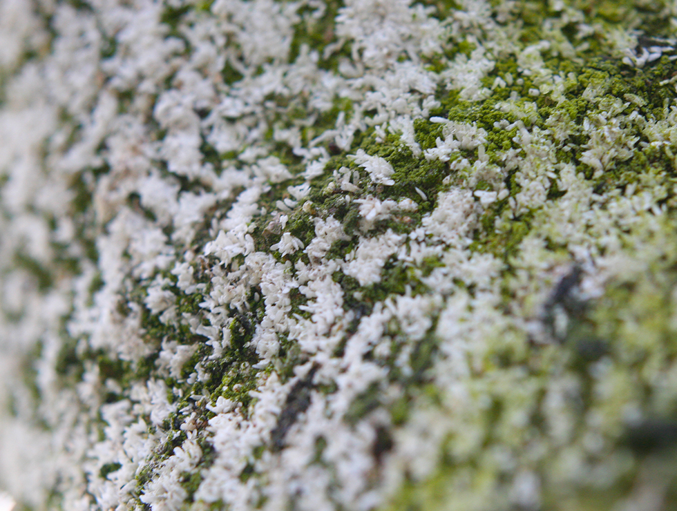 Pseudaulacaspis pentagon: Schadebeeld | © Viaverda
