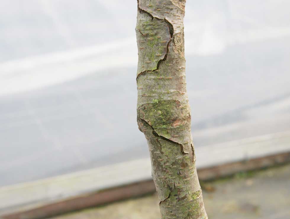 Perenprachtkever: Schadebeeld | © Viaverda