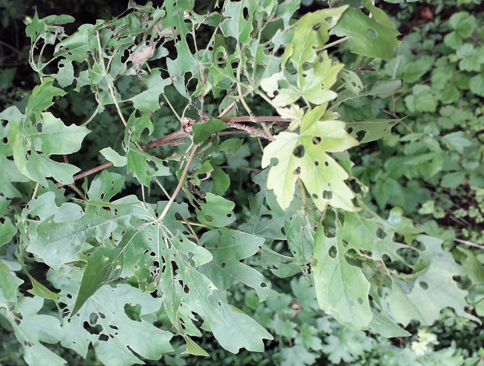 : Schadebeeld op <I>Acer</I> | © Viaverda