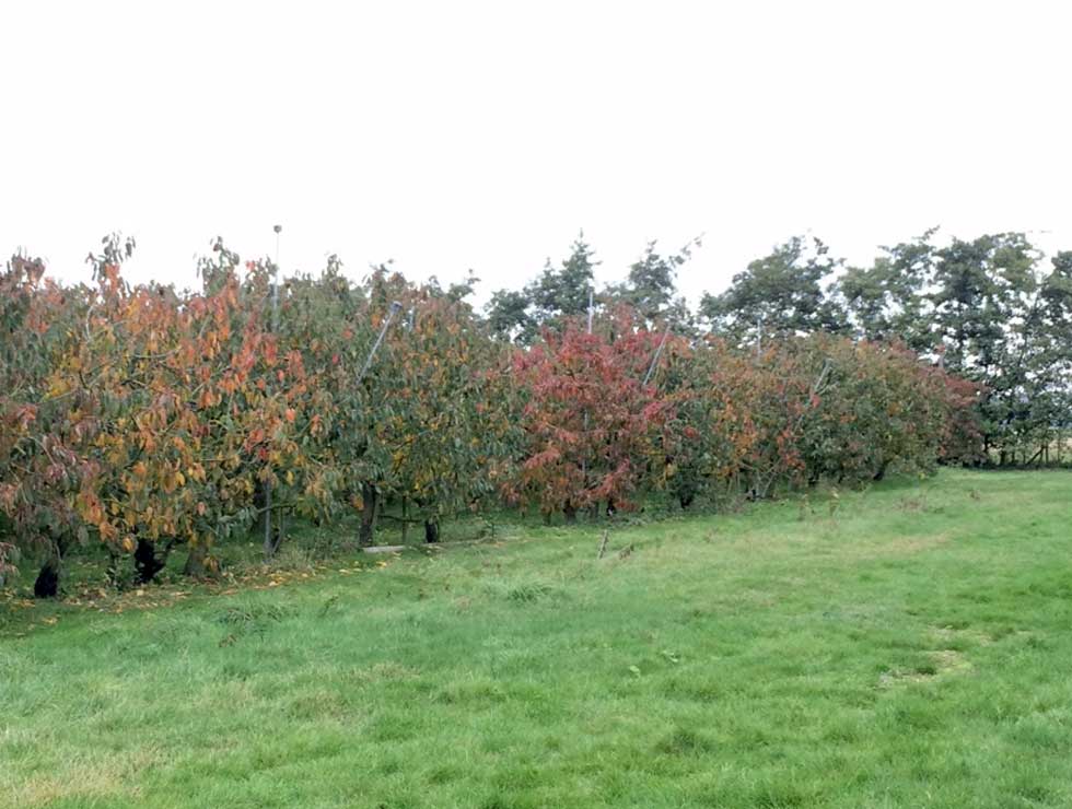 Little Cherry ziekte: Schadebeeld aangetaste bomen | © ILVO