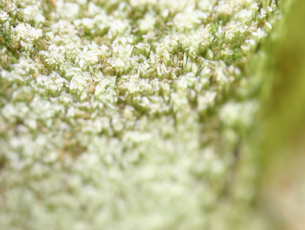 Pseudaulacaspis pentagon: Schadebeeld | © Viaverda