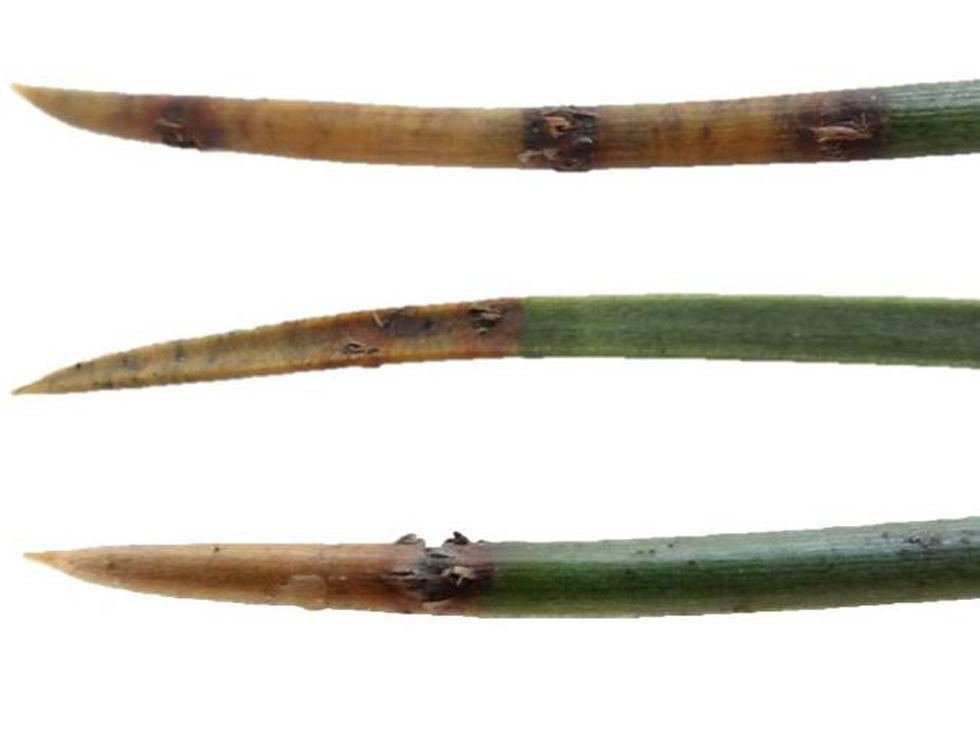 Rodebandjesziekte: Schadebeeld | © A. Chandelier CRAW