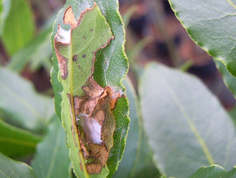 : Schadebeeld op <I>Laurus</I> | © Viaverda