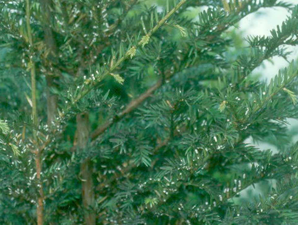 Pulvinale dopluis: Schadebeeld op <I>Taxus</I> | © Viaverda