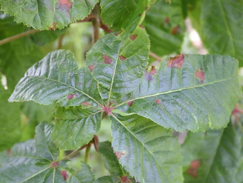 Guignardia: Schadebeeld | © Viaverda