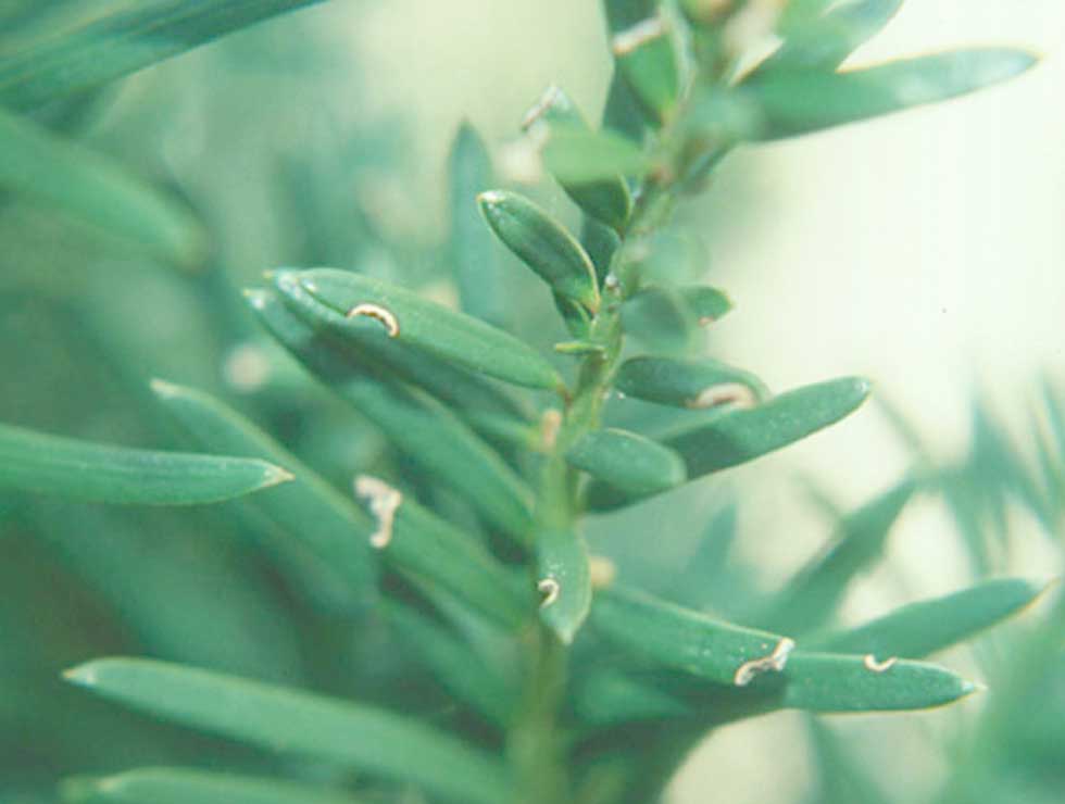 Gegroefde lapsnuitkever: Schadebeeld van adult op <I>Taxus</I> | © Viaverda