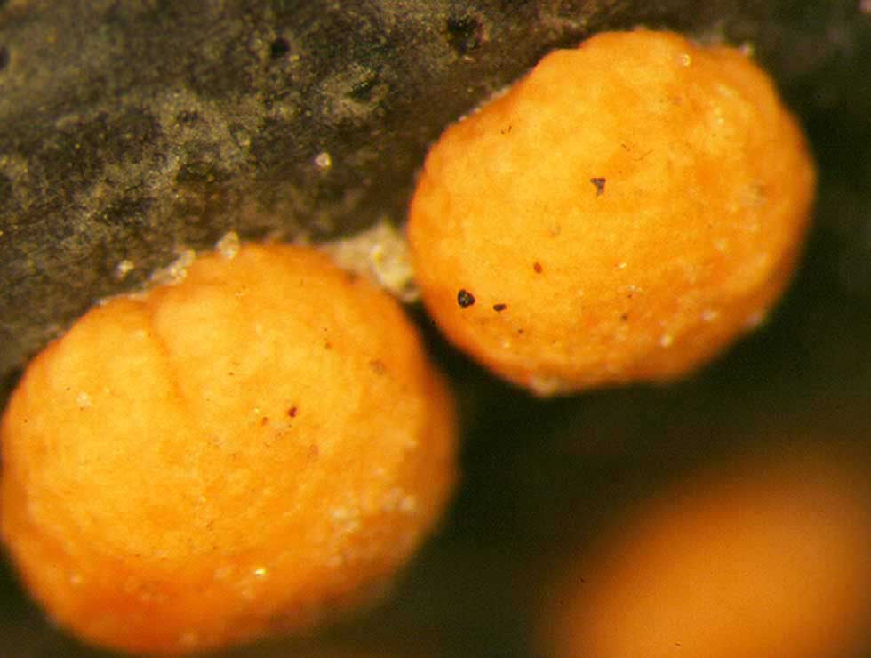 Vruchtboomkanker: Schadebeeld detail | © Viaverda