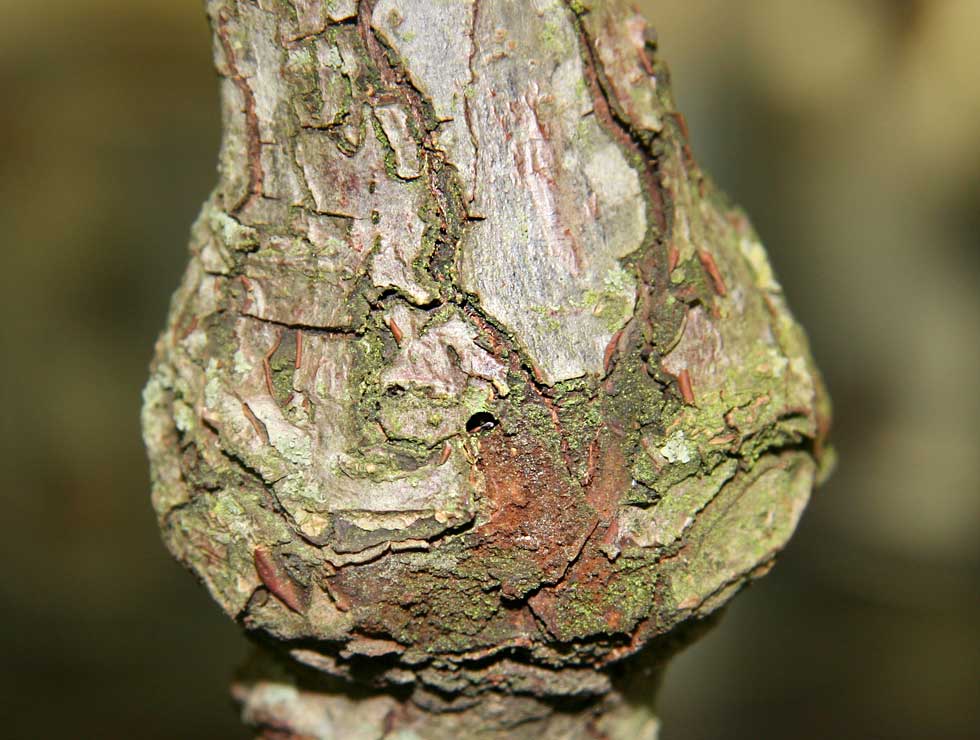 Perenprachtkever: Schadebeeld | © Viaverda