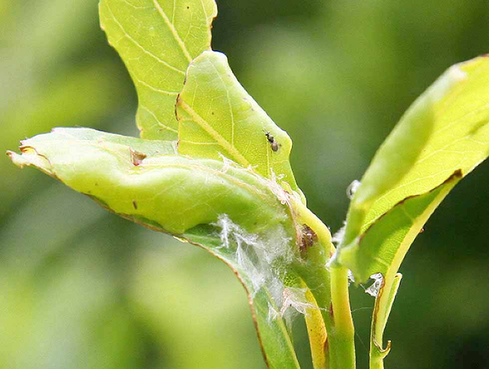Anjerbladroller: Schadebeeld op <I>Prunus</I> | © Viaverda