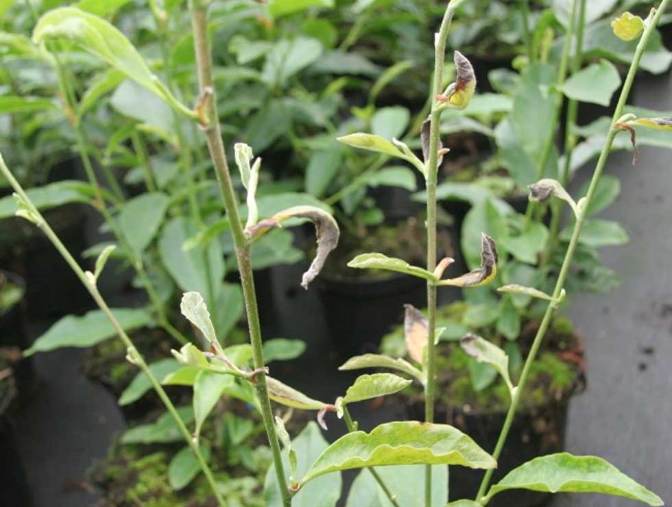 Begoniamijt: Schadebeeld | © Viaverda