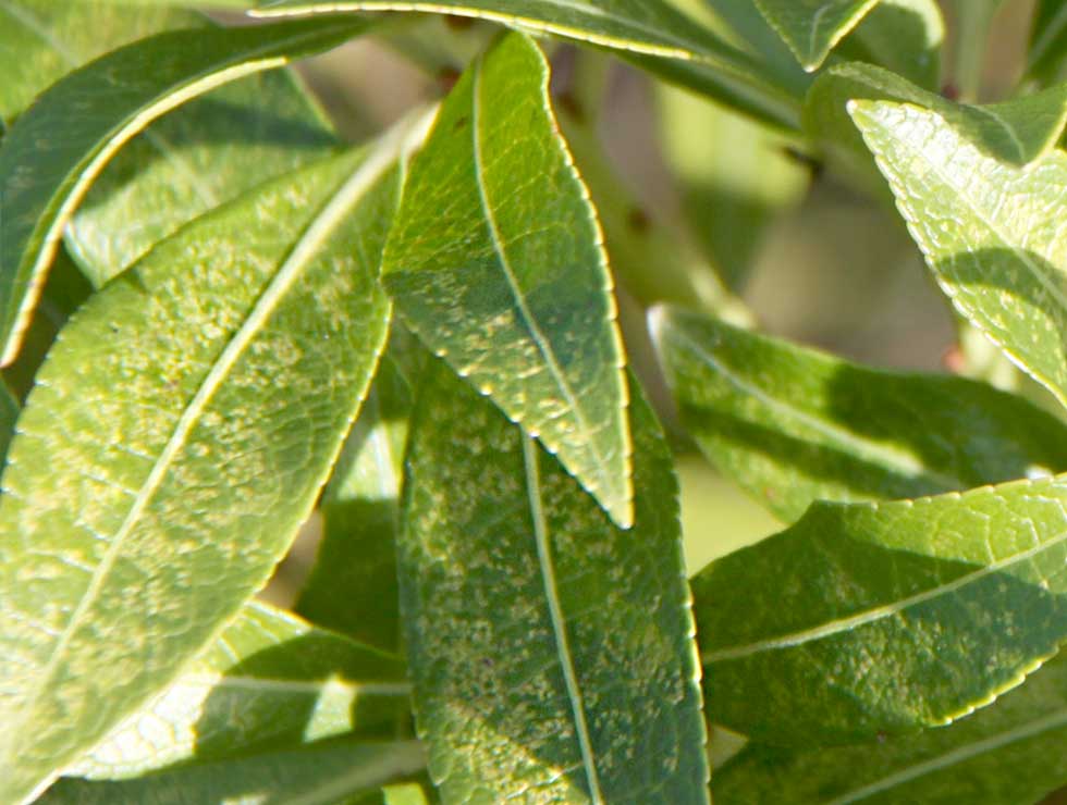 Japanse vlieg: Schadebeeld op <I>Pieris</I> | © Viaverda