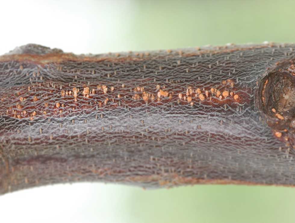 Vruchtboomkanker: Schadebeeld | © Viaverda