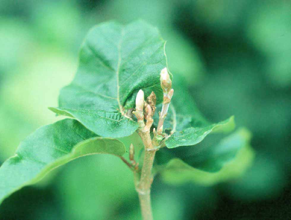 Beukentopgalmug: Schadebeeld | © Viaverda