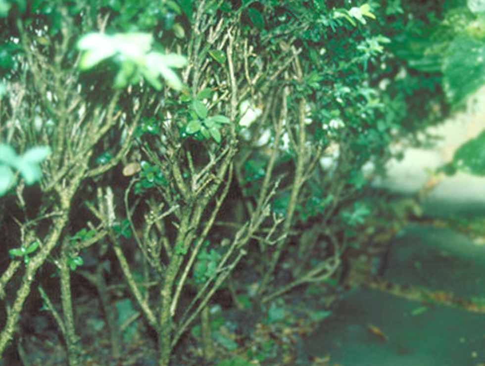 Kommaschildluis: Schadebeeld op <I>Buxus</I> | © Viaverda
