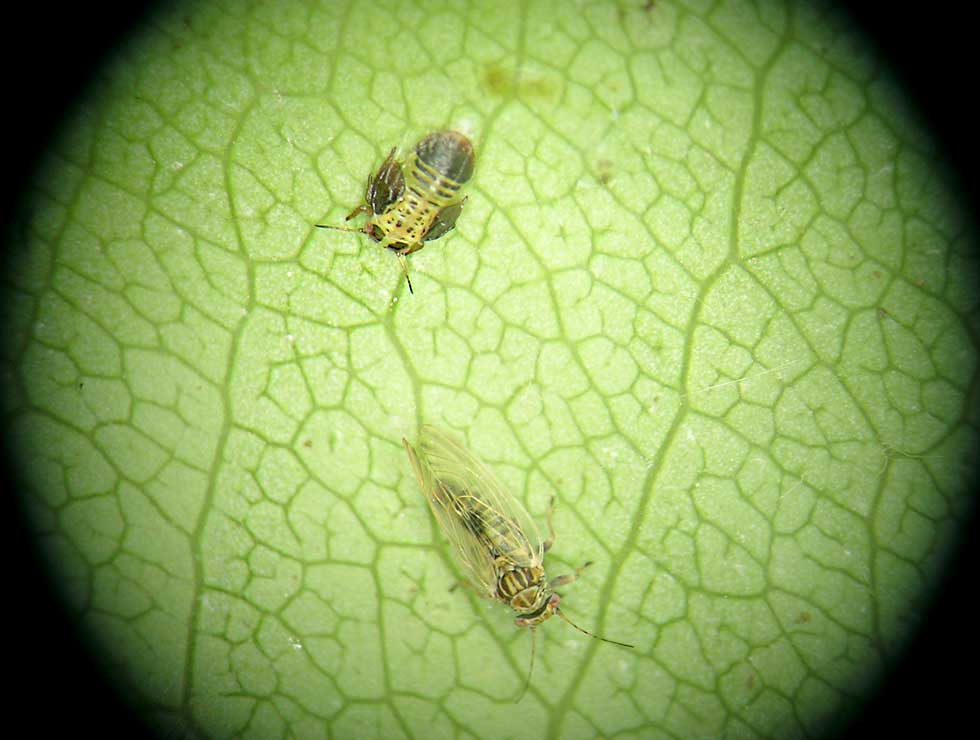 Perenaftakelingsziekte: Schadebeeld met Perenbladvlo adult en larve als vector voor PD | © pcfruit