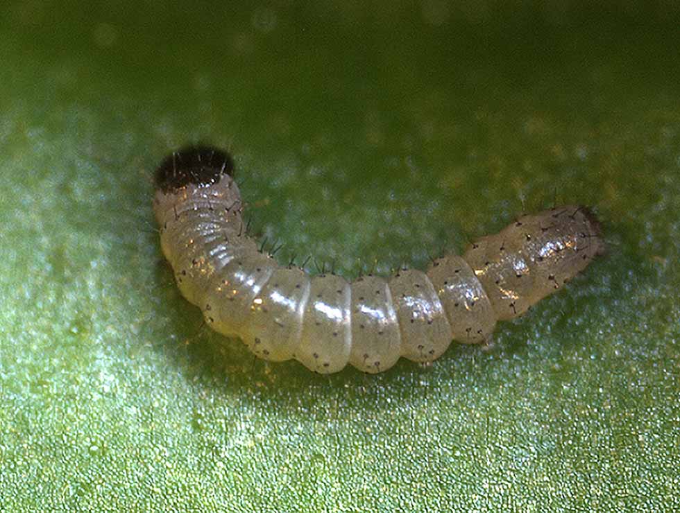 Anjerbladroller: Larve | © Viaverda