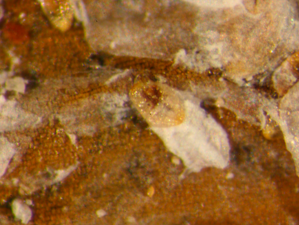 Pseudaulacaspis pentagon: Adult op <I>Catalpa</I> | © Viaverda