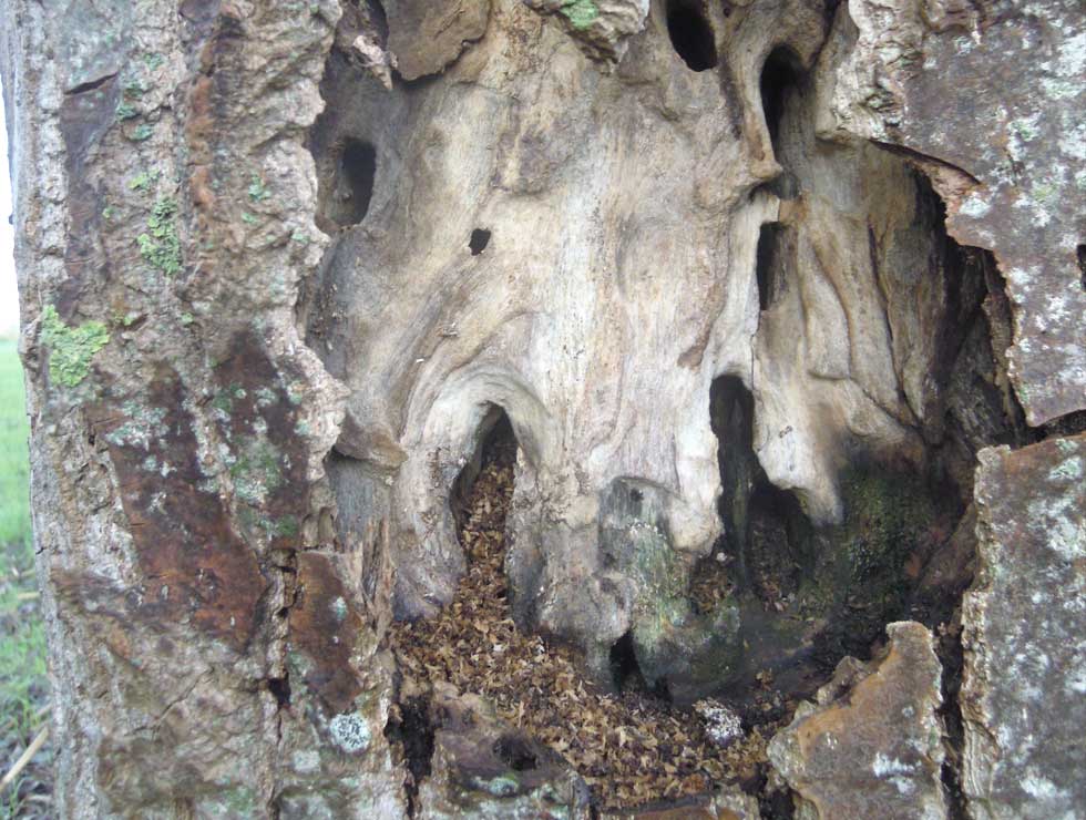 Wilgenhoutvlinder: Schadebeeld op <I>Populus</I> | © Viaverda