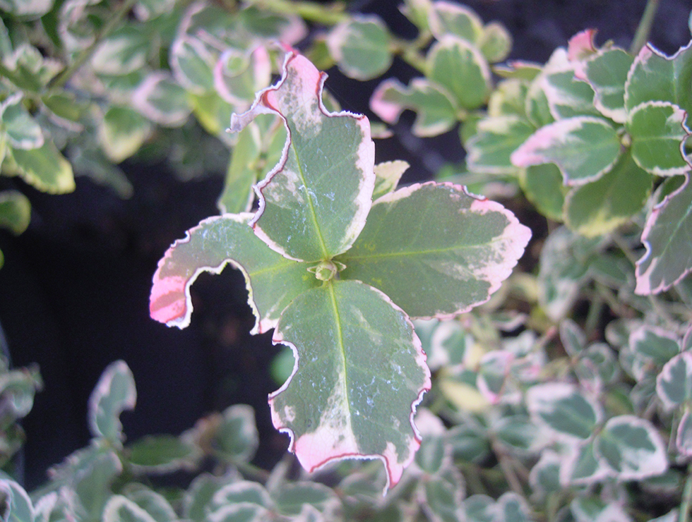 : Schadebeeld van adult op euonymus | © Viaverda