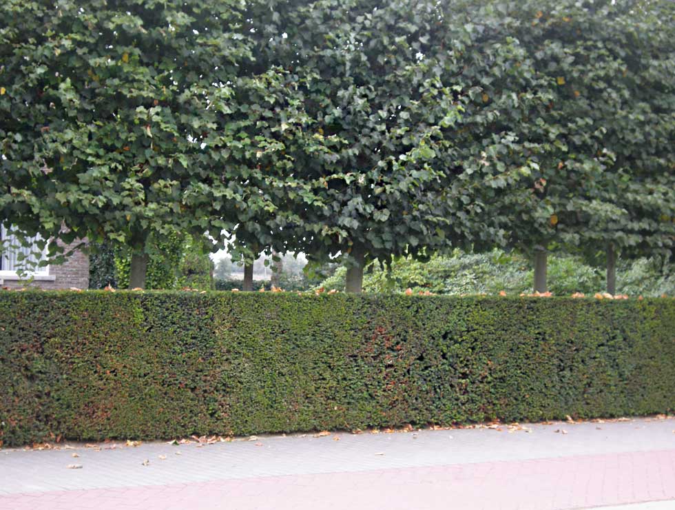 Pentamerismus taxi: Schadebeeld | © Viaverda