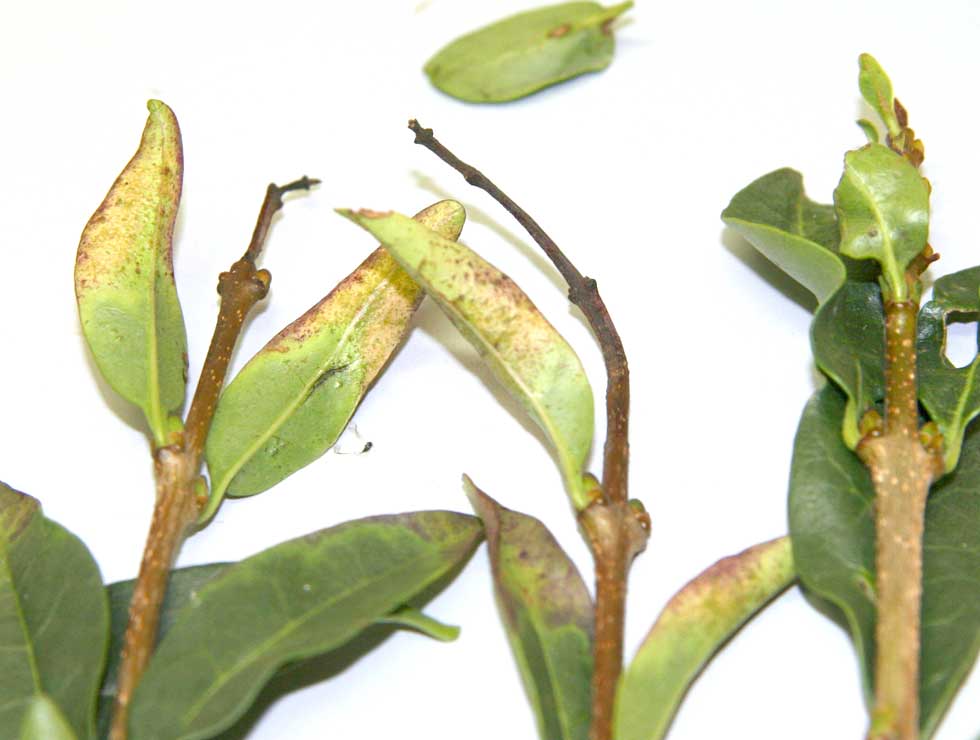 Alternaria: Schadebeeld op <I>Ligustrum</I> | © Viaverda