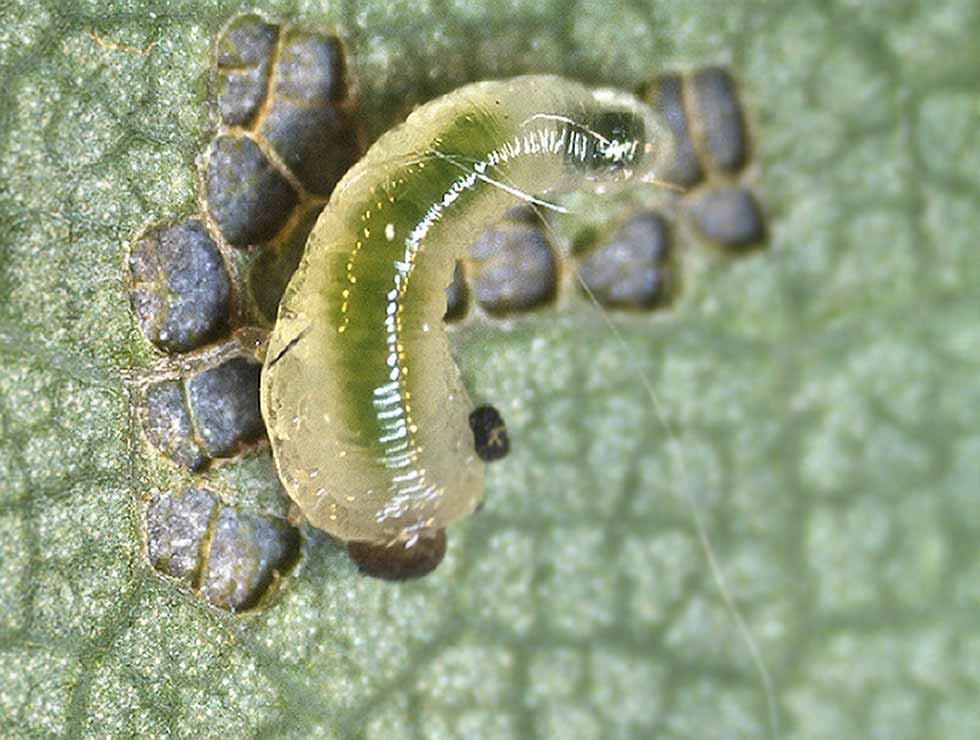 Lindebladwesp: Larve | © Viaverda