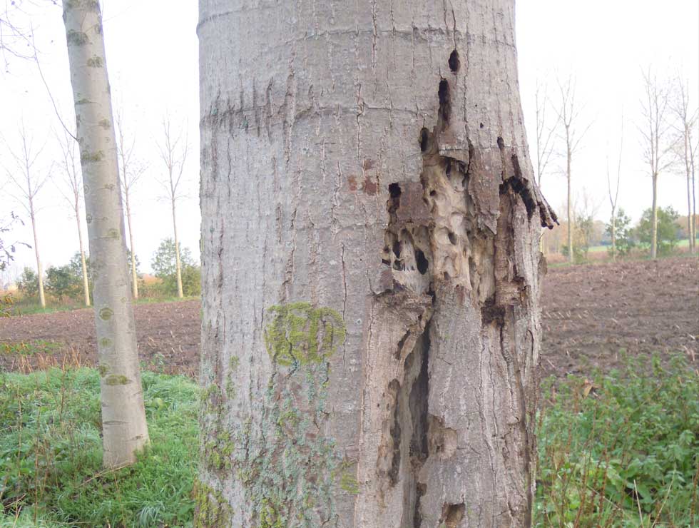 Wilgenhoutvlinder: Schadebeeld | © Viaverda