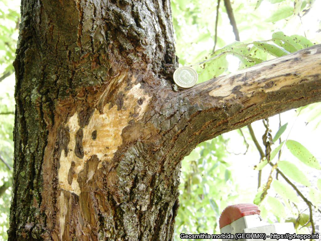 Duizendkankerziekte: Schadebeeld | © EPPO, Prof. L. Montecchio, Universita di Padova (IT)