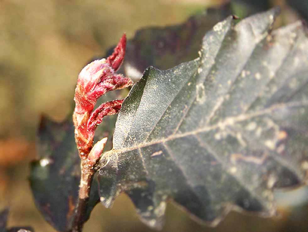 Beukentopgalmug: Schadebeeld | © Viaverda