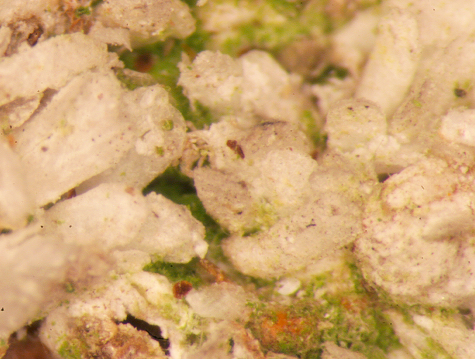 Pseudaulacaspis pentagon: Schadebeeld | © Viaverda