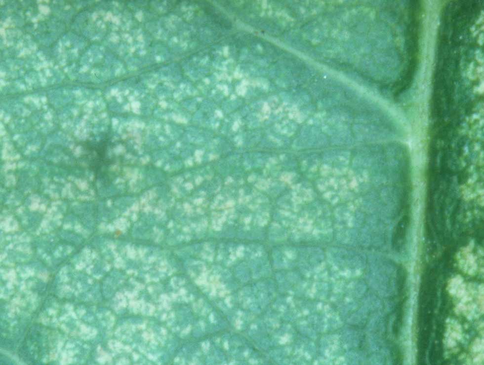 Bonenspint: Schadebeeld | © Viaverda