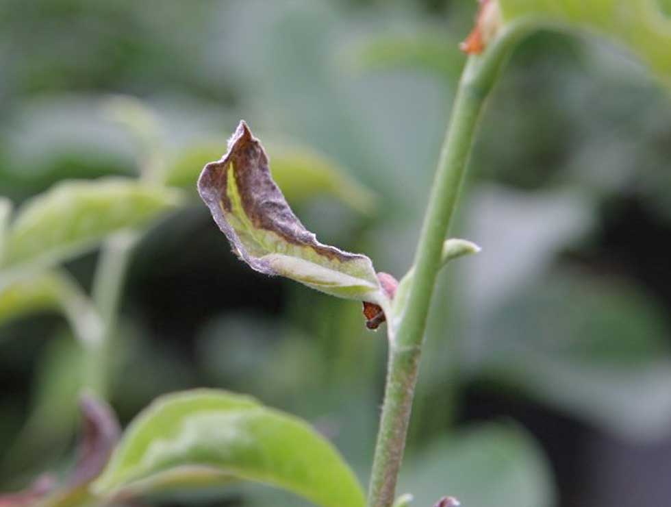 Begoniamijt: Schadebeeld | © Viaverda