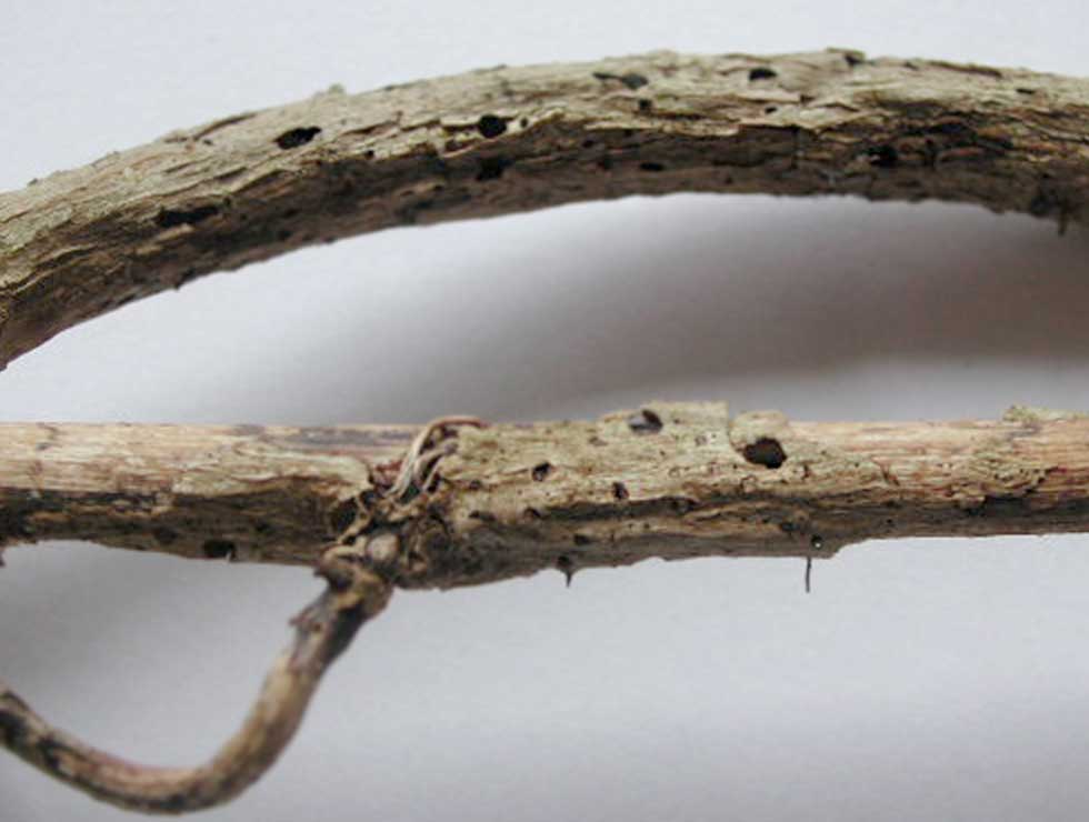 Klimopkever: Schadebeeld | © LB