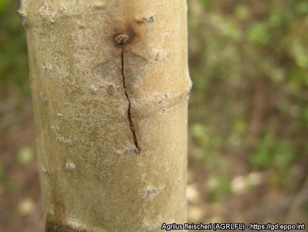 Agrilus fleischeri: Schadebeeld uitwendige schade ratelpopulier, ingegraven larven | © EPPO
