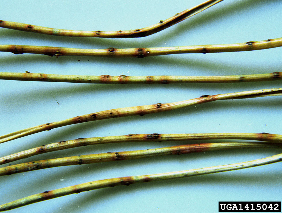 Rodebandjesziekte: Schadebeeld | © A.Kunca, National Forest Centre Slovakia, Bugwood.org