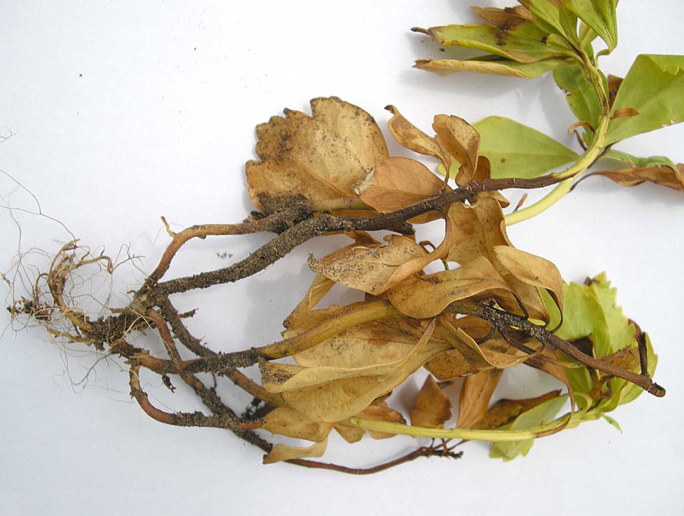 Phytopthora citrophthora: Schadebeeld <I>Pachysandra</I> | © Viaverda