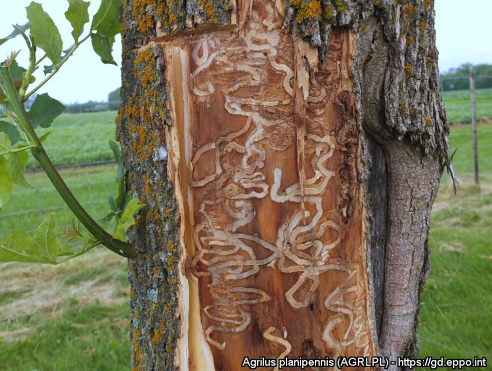 Aziatische essenprachtkever: Schadebeeld | © EPPO, E. Jendek