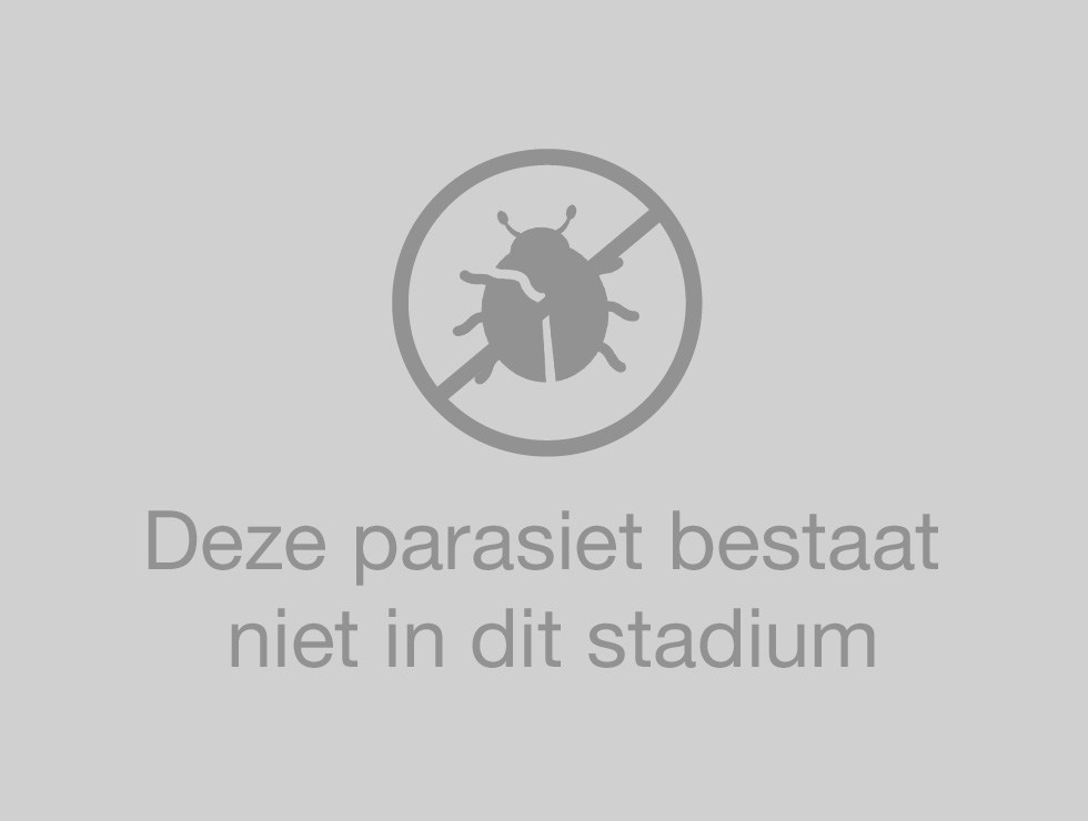 Grauwe schimmel: Larve | © Viaverda