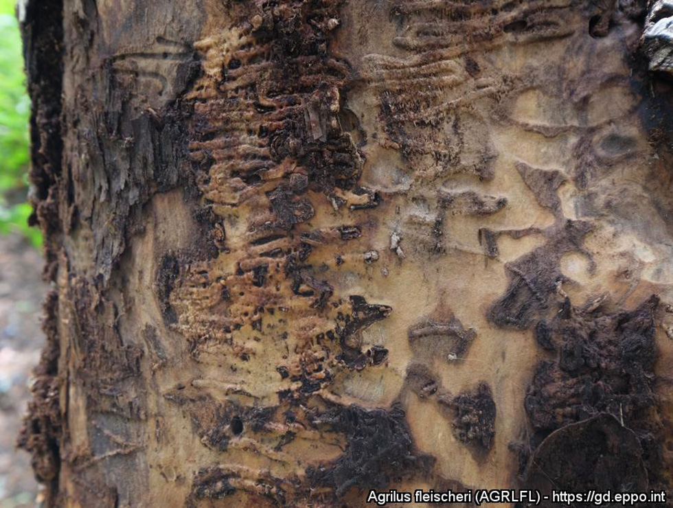 Agrilus fleischeri: Schadebeeld | © EPPO, E. Jendek