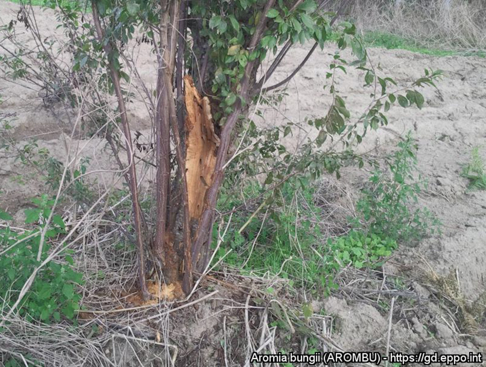 Aromia bungii: Schadebeeld op <I>Prunus domestica</I> | © EPPO, D. Benchi, Plant Health Service of Campania Region, Napoli, IT