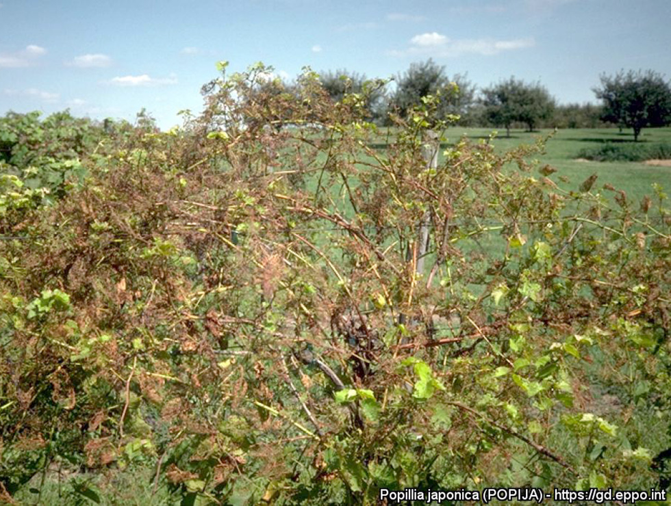 Japanse kever: Schadebeeld | © EPPO, Japanese Beetle Research Laboratory, USDA US