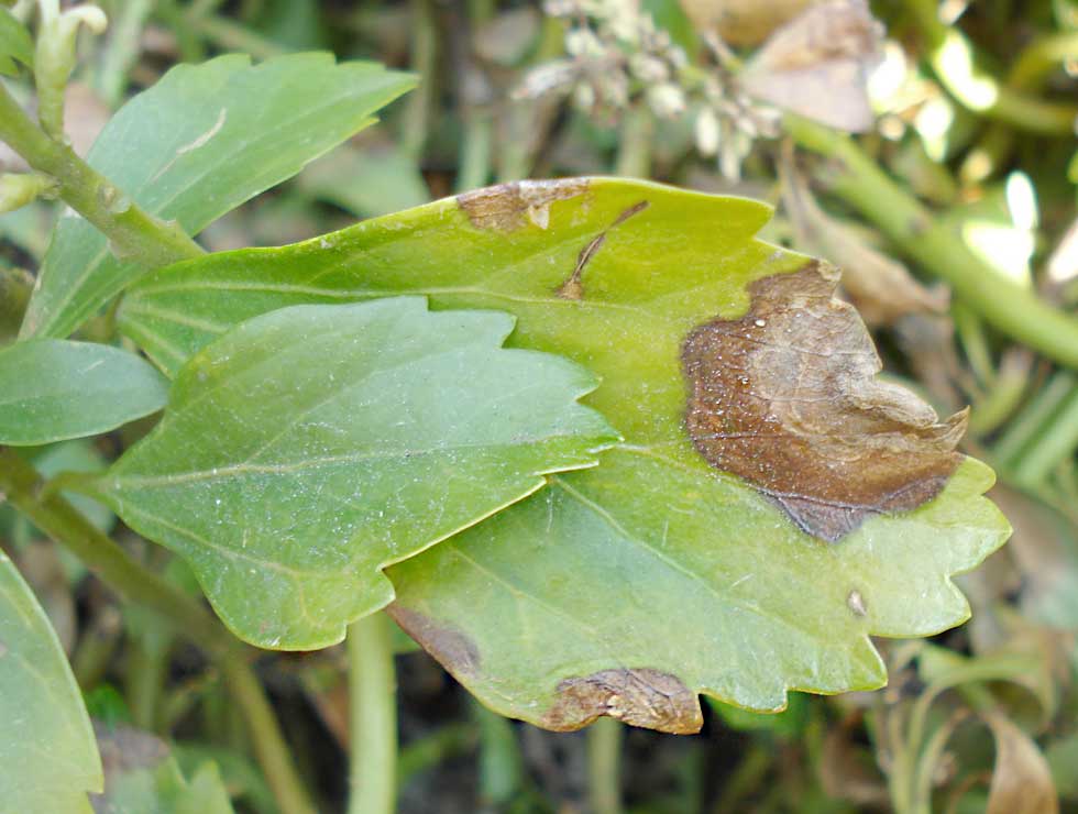 Volutalla pachysandricola: Schadebeeld | © Viaverda