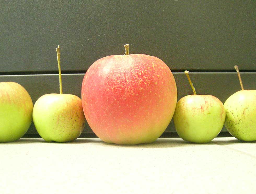 Appelheksenbezem: Schadebeeld vrucht | © pcfruit