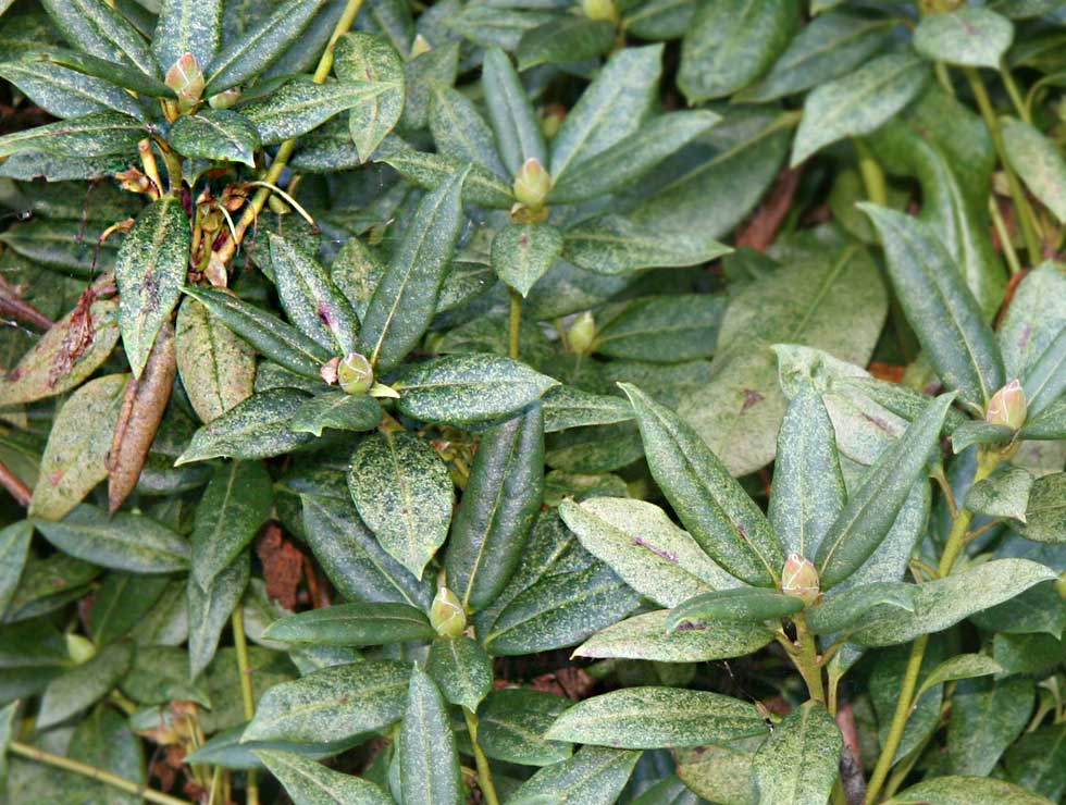 Japanse vlieg: Schadebeeld op <I>Rhododendron</I> | © Viaverda