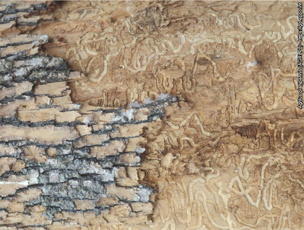 Aziatische essenprachtkever: Schadebeeld | © EPPO, Daniel A. University (US)