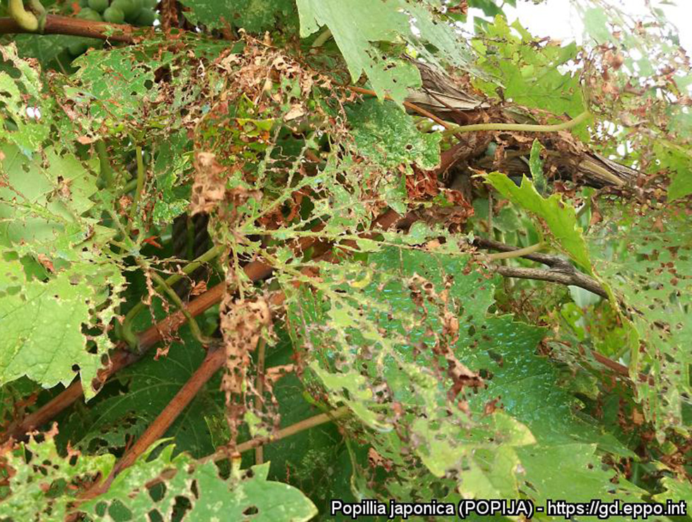 Japanse kever: Schadebeeld op <I>Vitis vinifera</I> | © EPPO, M. Maspero (IT)