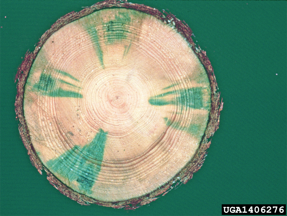Dennenaaltje: Schadebeeld | © USDA Forest Service North Central Research Station, Bugwood.org